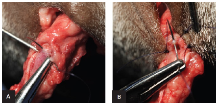  Teknik Operasi Urethrotomy dan Urethrostomy pada Hewan