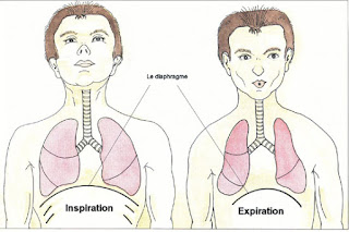 L'inspiration et l'expiration pulmonaire