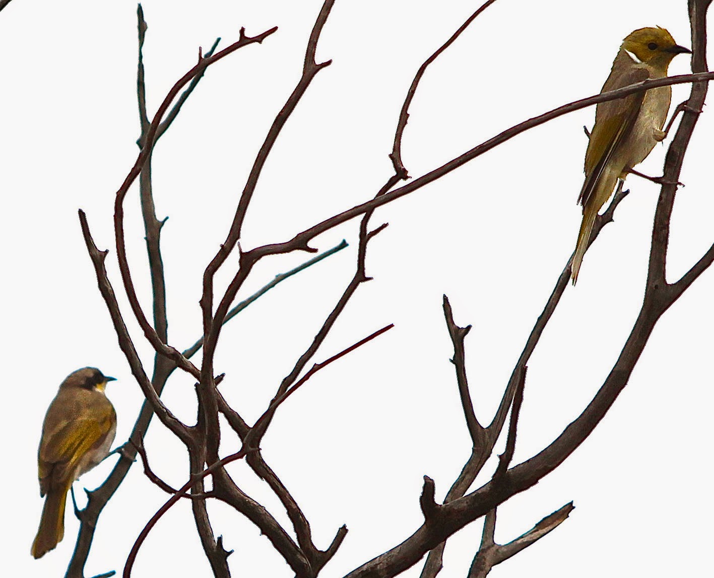 garden delights Wild Bird Wednesday Port Augusta Birds