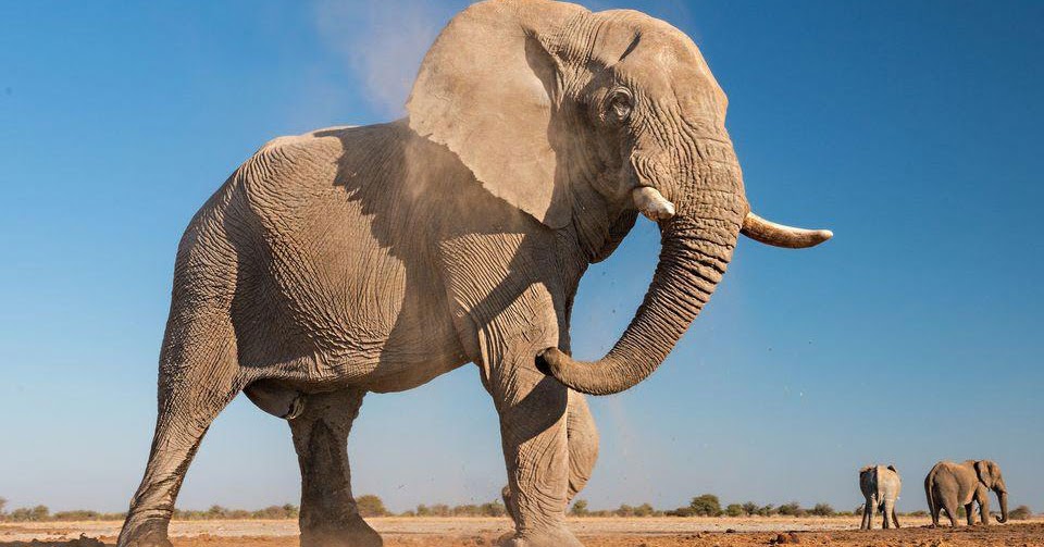 Elephants Can’t Jump Interesting Facts