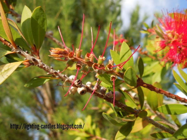 B is for Bottlebrush