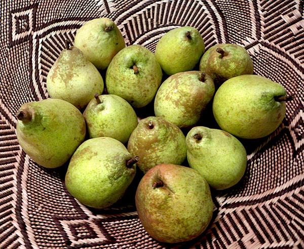 Basket of Camp Joy Pears
