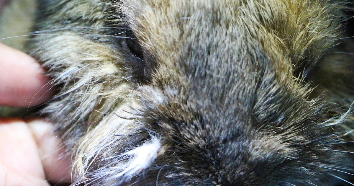 Veterinary, Photography and Travel Stories for vet students and pet