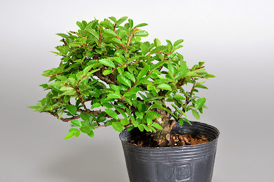 ニレケヤキ-M1（楡欅盆栽）Ulmus parvifolia bonsai