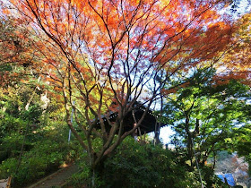 妙本寺の紅葉