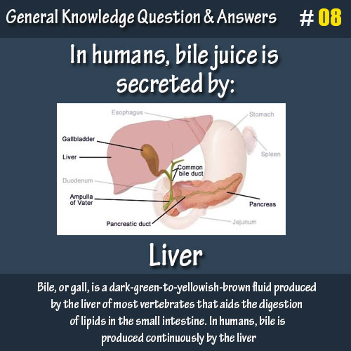 In humans, bile juice is secreted by: