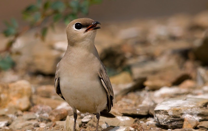 Attiveri Birds Sanctuary Sirsi Attractions