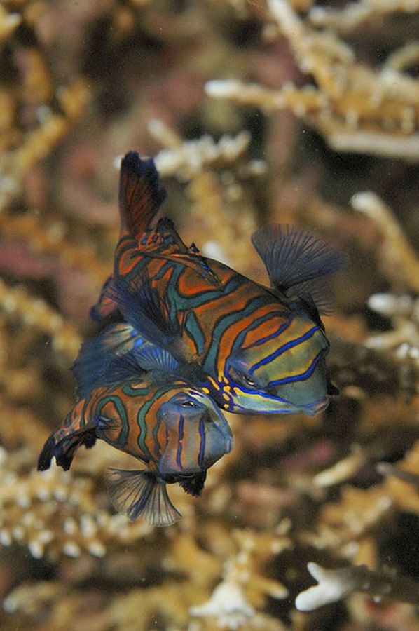 Beautiful World Mandarin Fish (19 Pics)