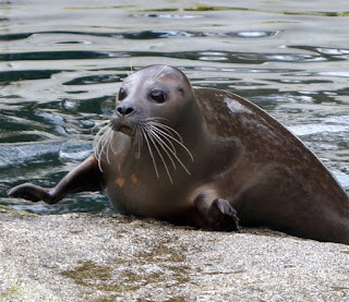 Tierpark Neumünster Dorle Seehund Verlosung Familie Tageskarten