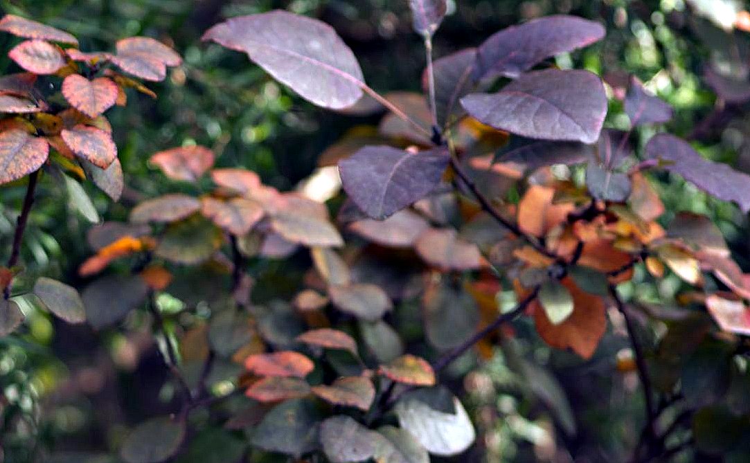 the nearly winter garden