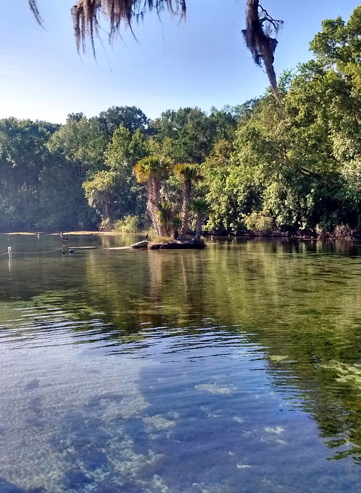 Things I Never Learned From My Mom Exploring Florida Salt Springs