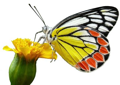 Free PNG download: butterfly 007 - Encywiki