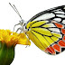 Free PNG download: butterfly 007