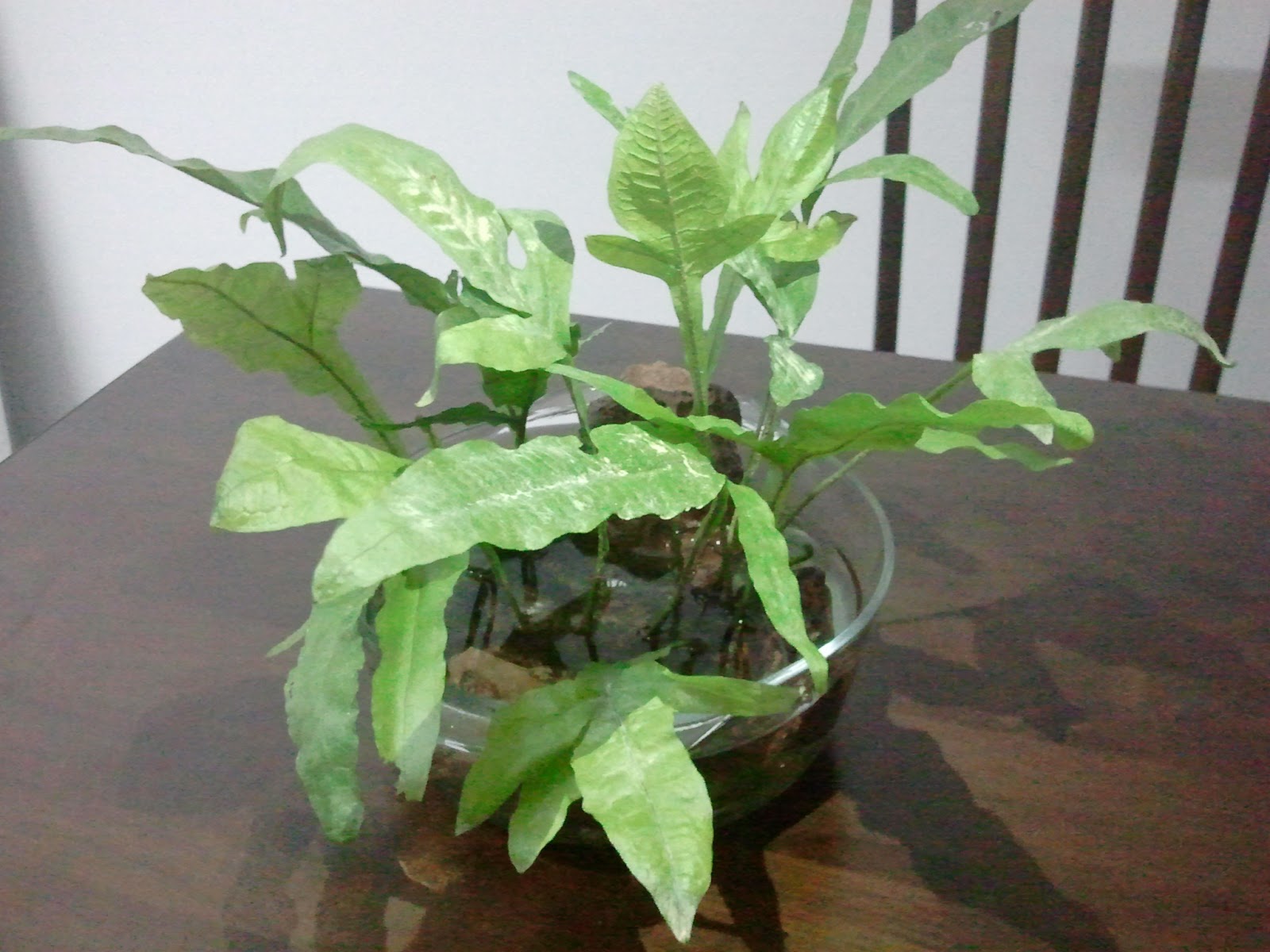 It's All About Aquascaping!: How to Propagate Java fern plantlets