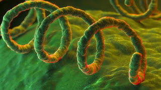La bactérie responsable de la syphilis  Photo :  Getty Images