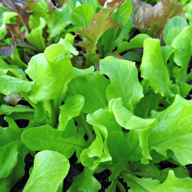 Grow lettuce in your garden