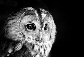 Like an owl..I must can see in the dark