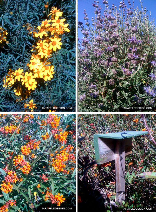 Flowering Shrubs Archives Ramblings From A Desert Garden