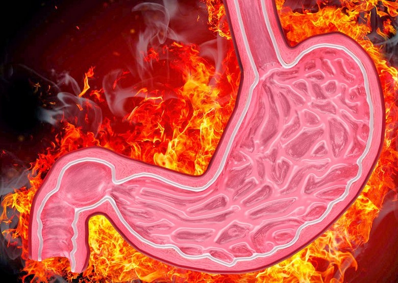 Fungsi kulit, mulut dan lambung