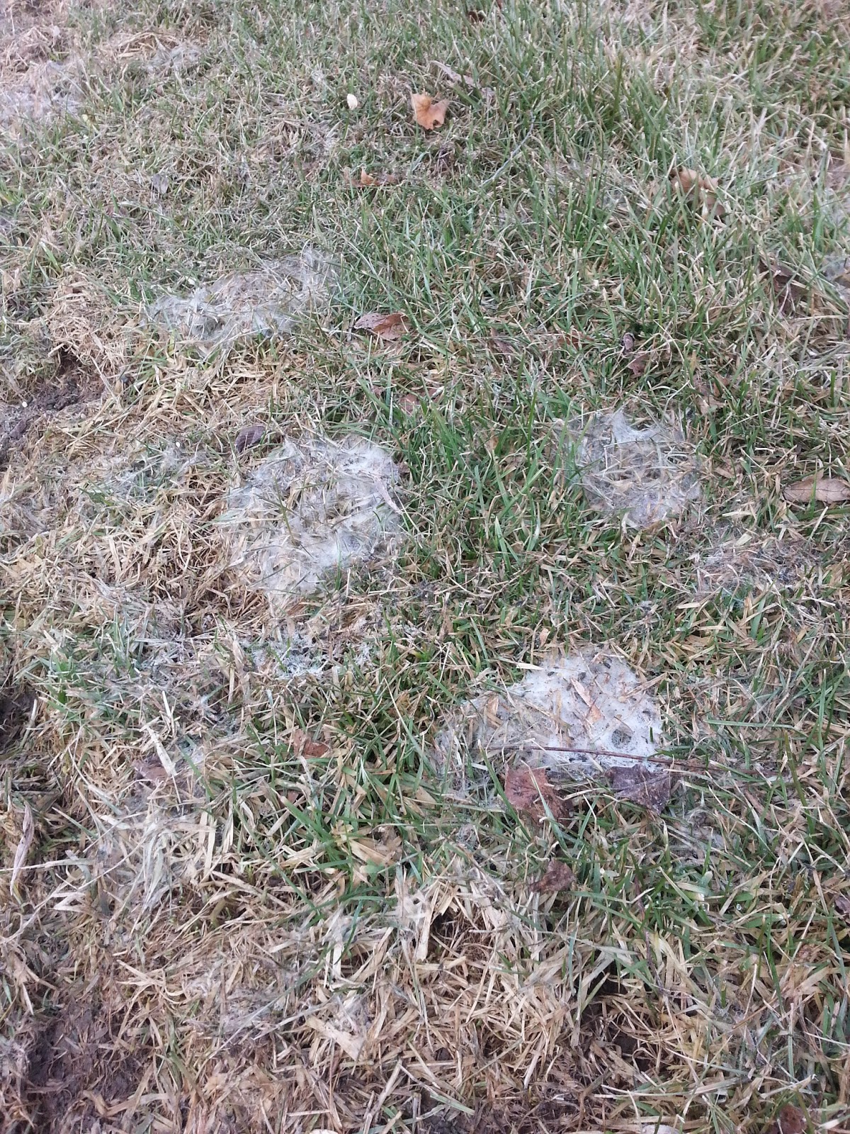 Lawn*Doctor Lawn Care Insights Why does my lawn look moldy?