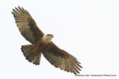 Rufous bellied Eagle