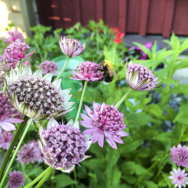 stjärnflocka, astrantiamajor stjärnflocka, astrantiamajor