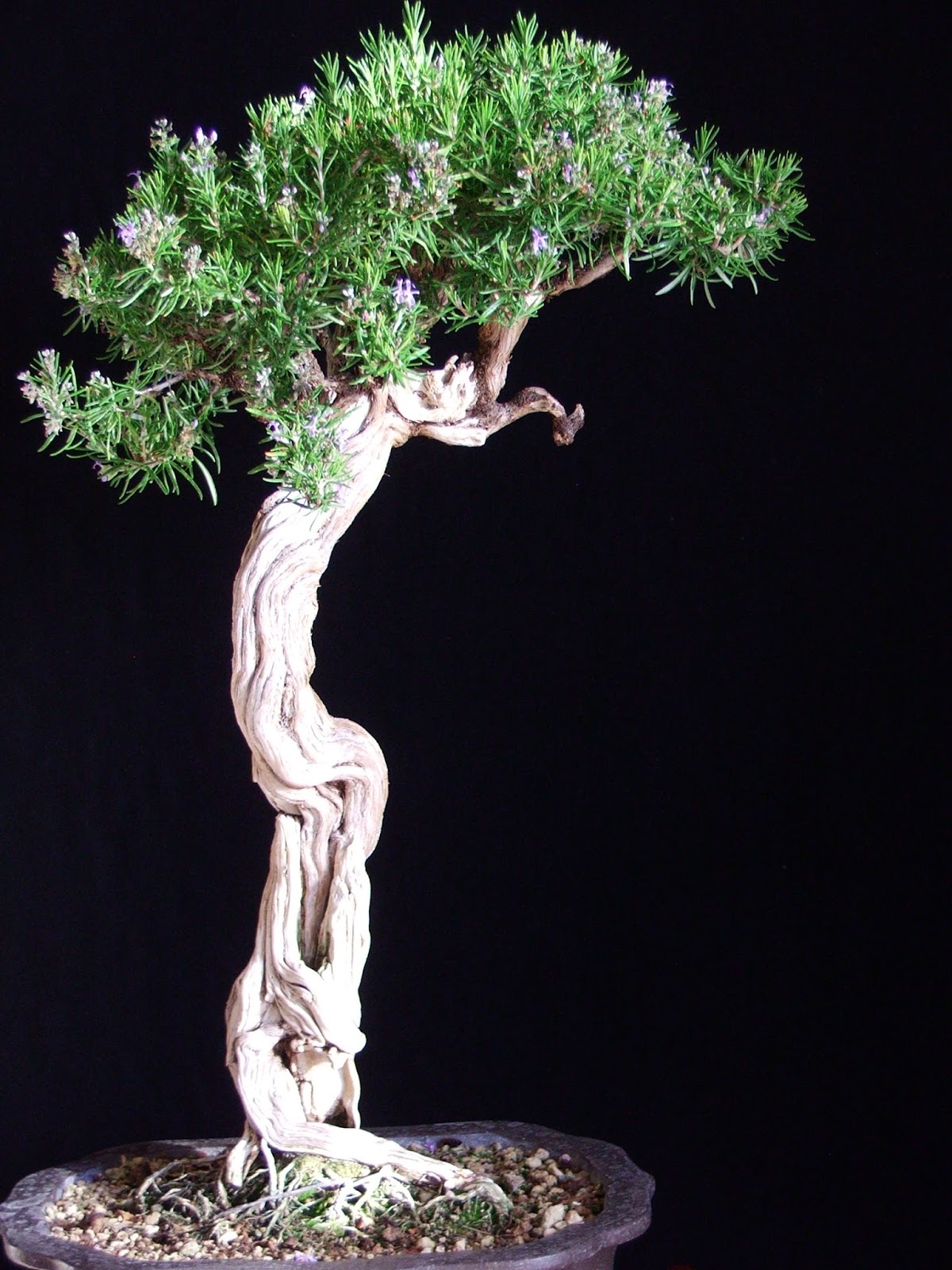 Evoluzione Bonsai Bonsai Di Rosmarino Rosmarinus Officinalis Rosemary Step 2