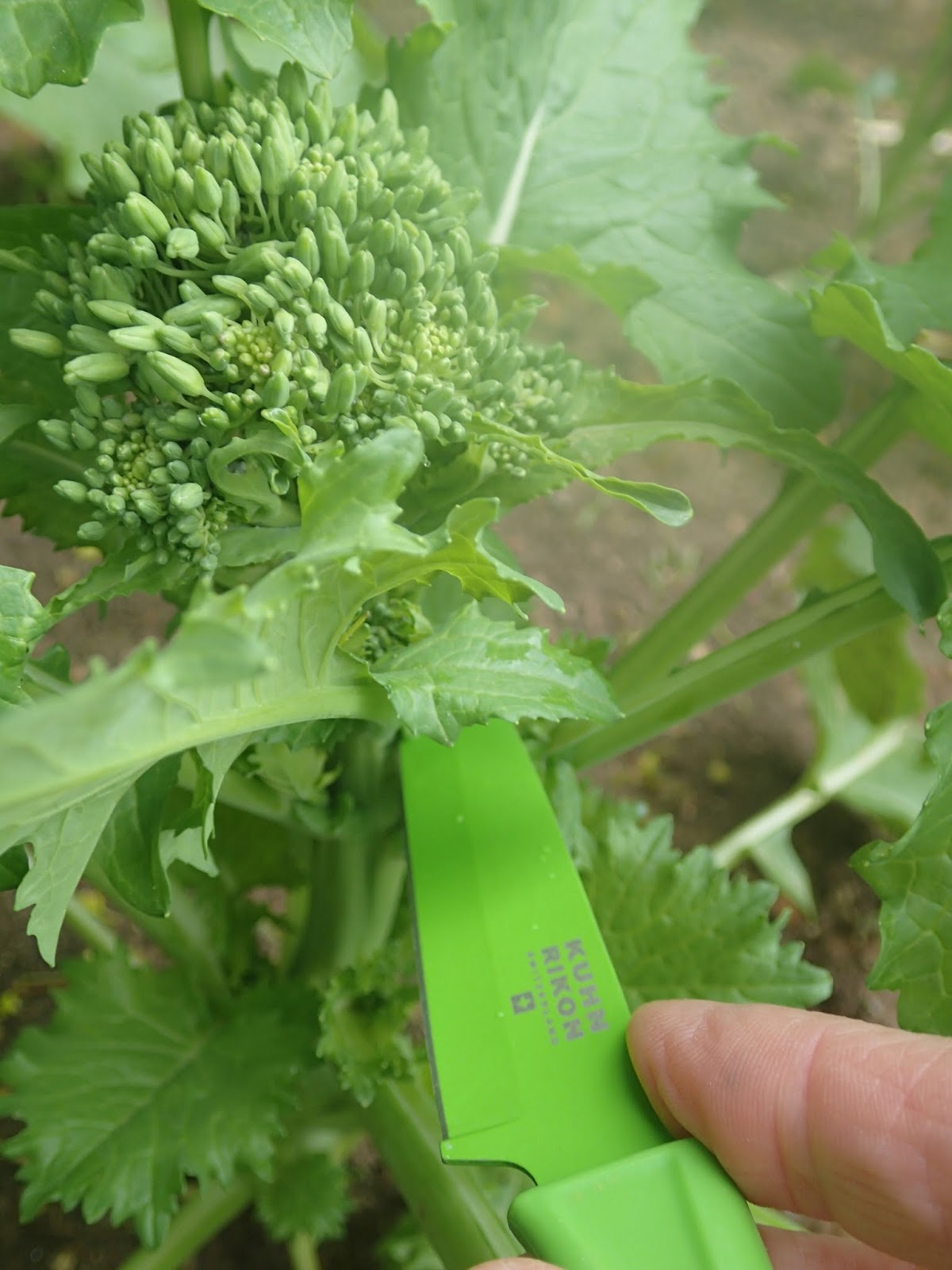 Green STEM Learning Vegetable Adventures Broccoli Rabe, Rapini or