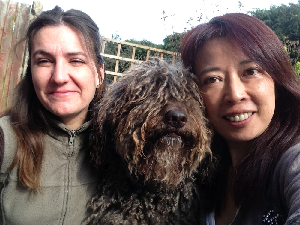 Professional Dog Grooming Shampoo MD10 Collection Champu para Perros