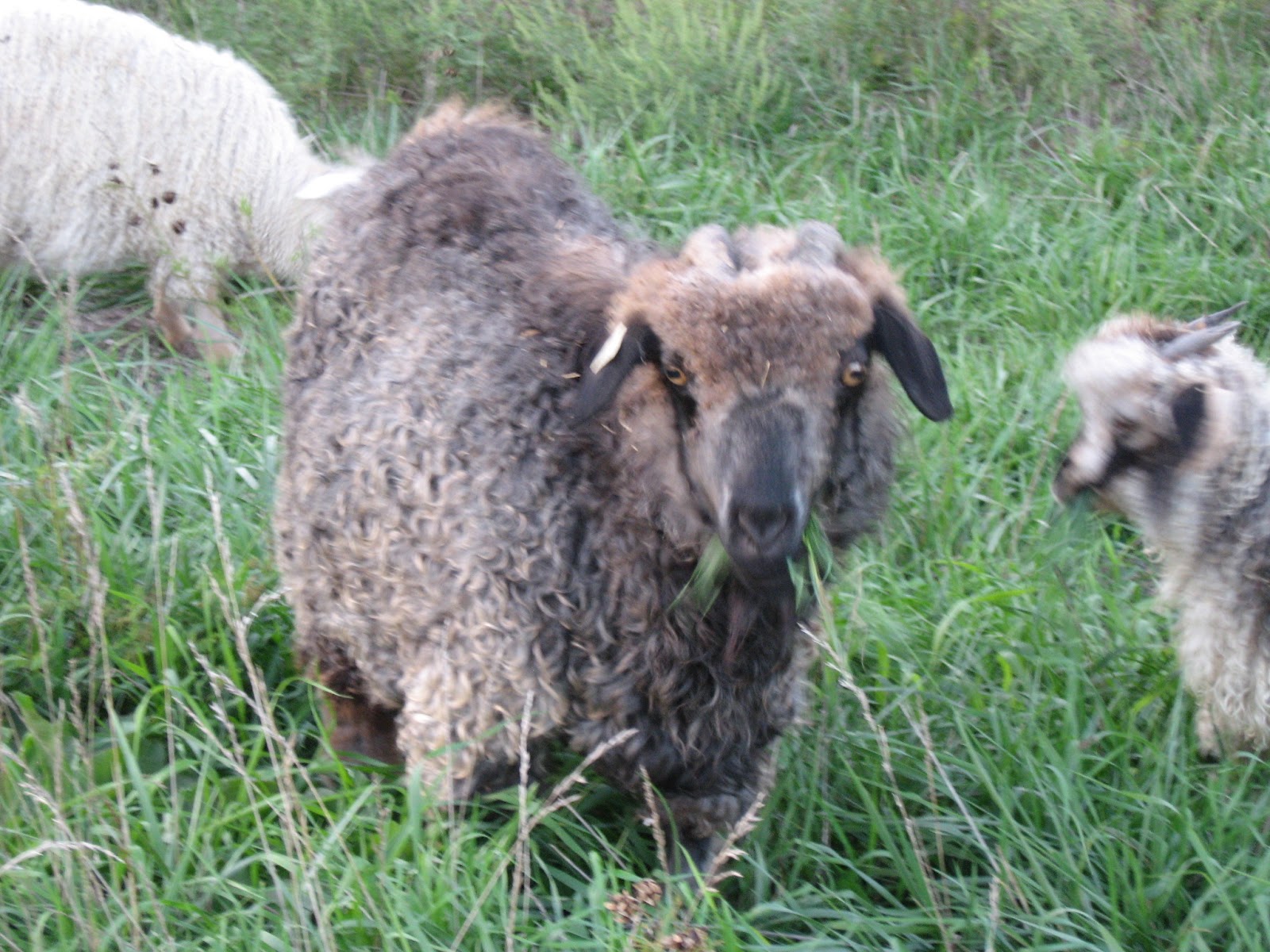 Kansas Fiber Farm Angora goats for sale