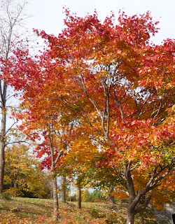 Auutumn colours on a tree in Moerenuma Park, Sapporo