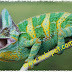 Chameleon Tắc kè Hoa Đổi Màu - Tìm Hiểu Bò Sát Cảnh Đặc Biệt