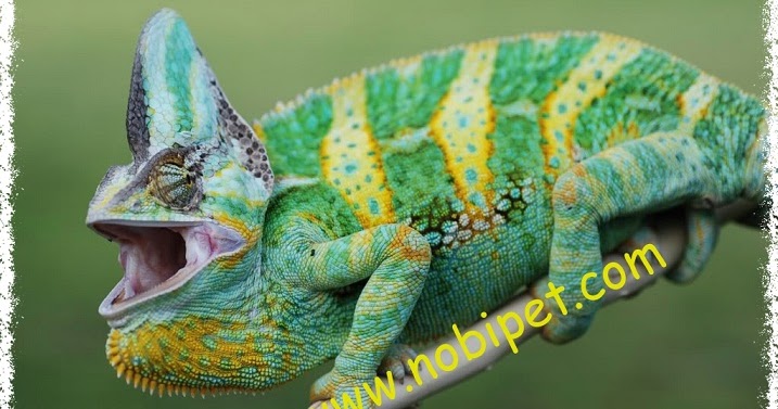 Chameleon tắc kè hoa là một trong những loài thú vị nhất trên hành tinh này. Với khả năng chiến đấu vô cùng thông minh và khả năng đổi màu lạ thường, chúng đã thu hút sự chú ý và tò mò của rất nhiều người. Hãy tìm hiểu và thưởng thức hình ảnh độc đáo của loài này.