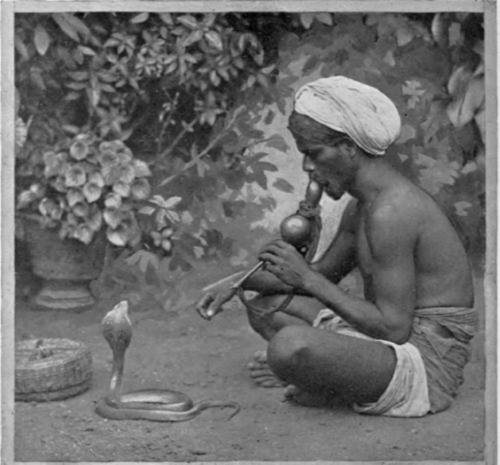Snake charmer meaning image