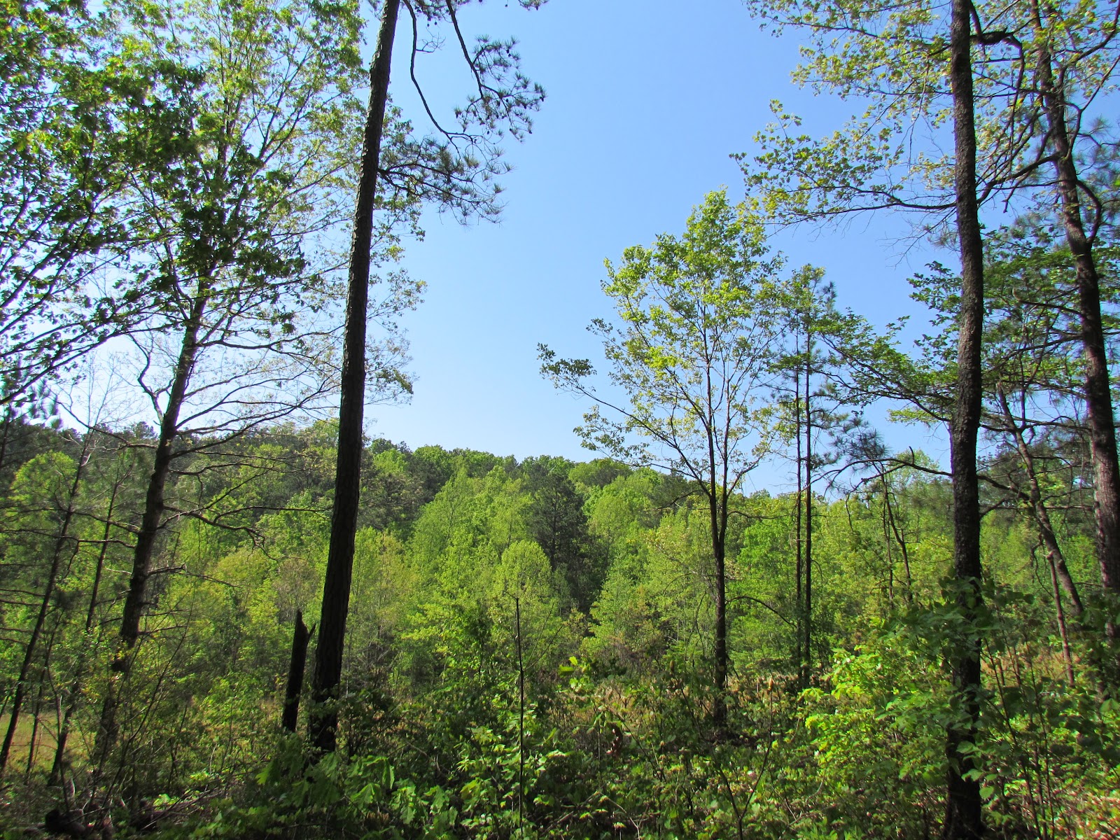 Pygmy Puffs and Heffalumps Hiking at Pickett's Mill