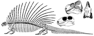 esqueleto y cráneo de Edaphosaurus