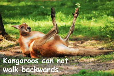 Kangaroos can not walk backwards