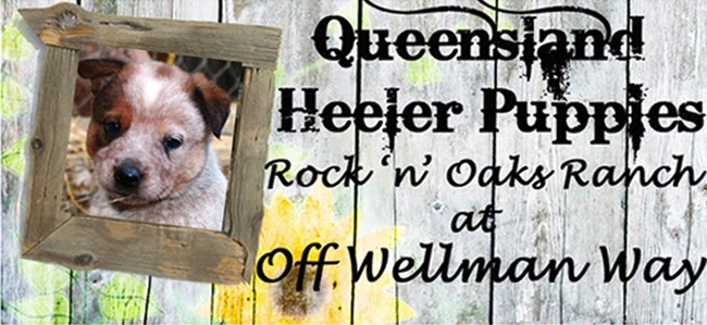 Queensland Heeler Puppy Dogs For Sale in Ventura County, Southern California Adorable!