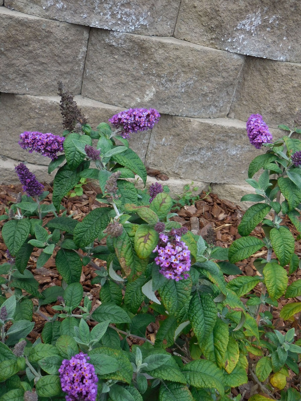 Butterfly Bush In Container