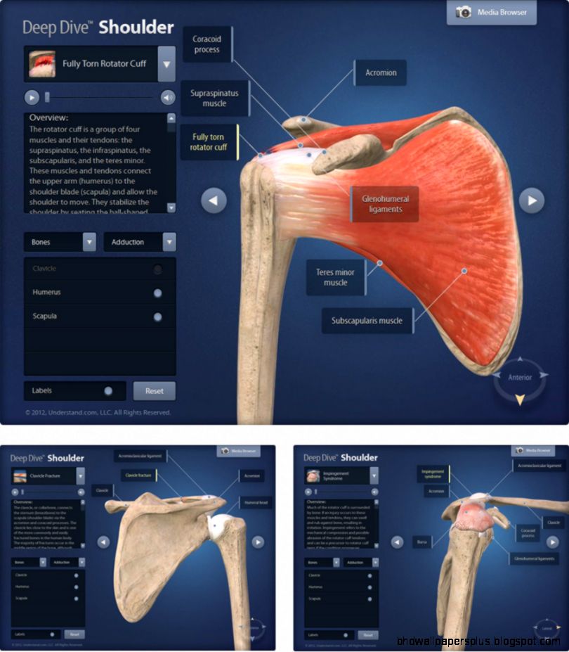 Deep Dive™ Shoulder  ®   Medical Education