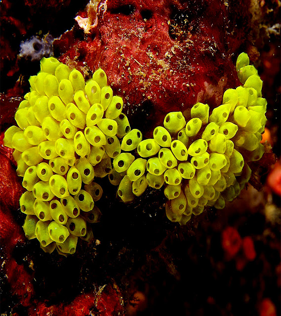 Yellow sea squirts