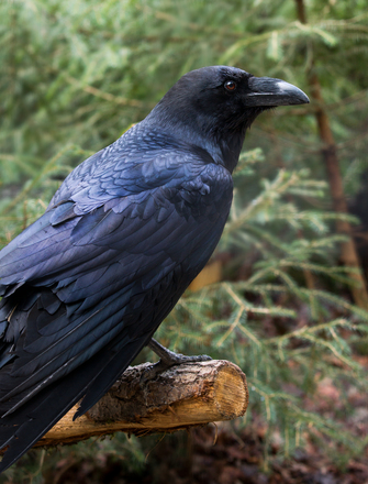 Raven Black October Color of the Month