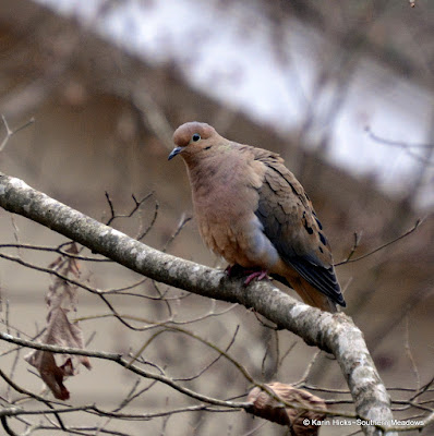 Southern Meadows~Winter is the Best Time for Backyard Birding