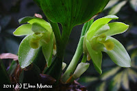 Ida fimbriata