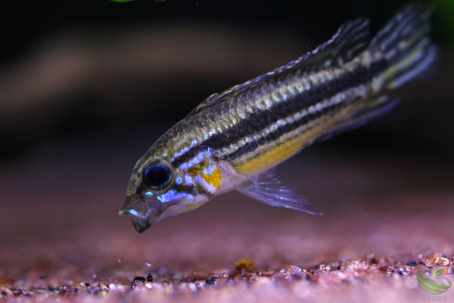 アピストグラマ　メンデジィ　トリオ　F1 アピストグラマ メンデジィ トリオ F1