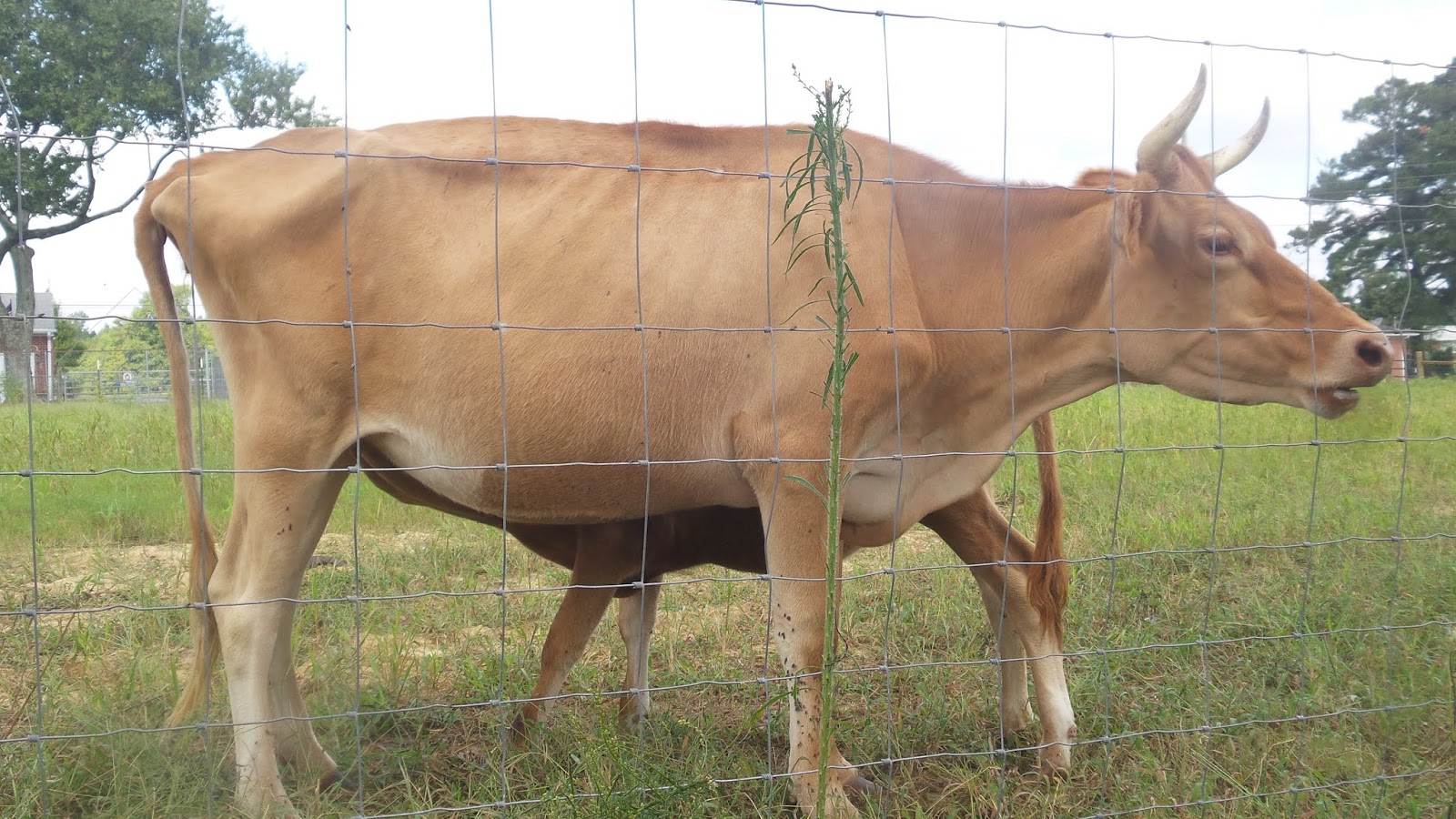 Brown Chicken Brown Cow Farm VA