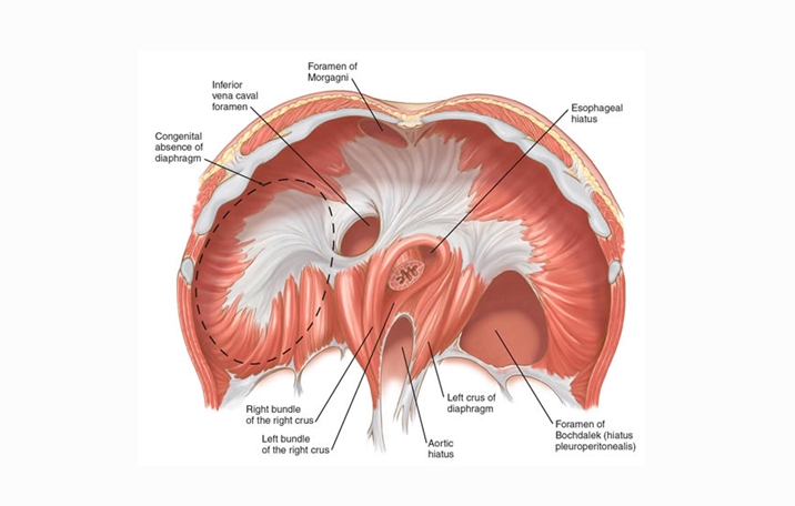 Diafragma Organ Pengertian Struktur Fungsi Bagian