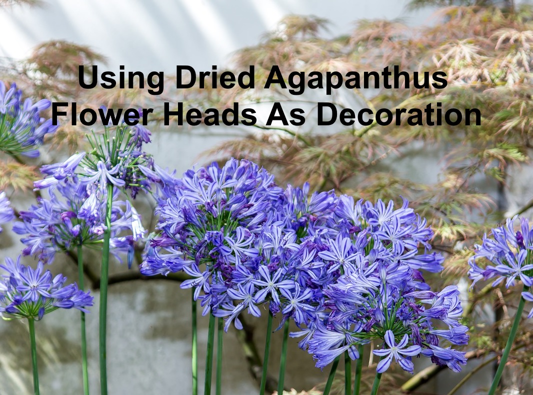 Using Dried Agapanthus Flower Heads As Decoration