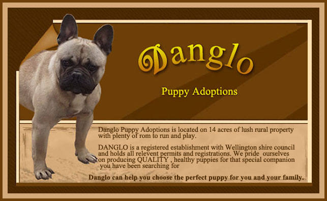 Danglo Puppies