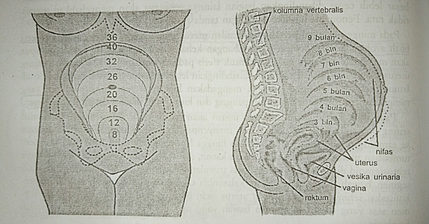 Perubahan Anatomi Amp Fisiologi Pada Wanita Hamil Perbidkes - Riset